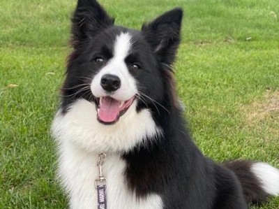 以边牧为主的品种多样化犬类世界（揭秘边牧及其相关品种的特点与魅力）