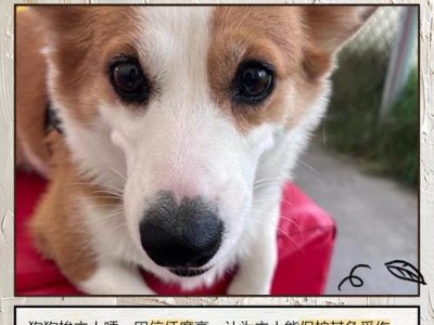 狗狗的睡眠需求（揭秘狗狗的睡眠习惯与需求，狗狗睡多久？）