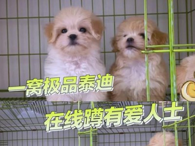 泰迪幼犬成年时间及关键因素（了解泰迪幼犬的成年发展过程和关键因素，让它们健康快乐地成长！）