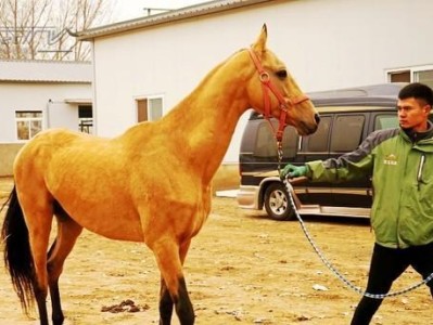 如何饲养一只健康的汉诺威猎犬（掌握这15点，让你的猎犬快乐健康成长）