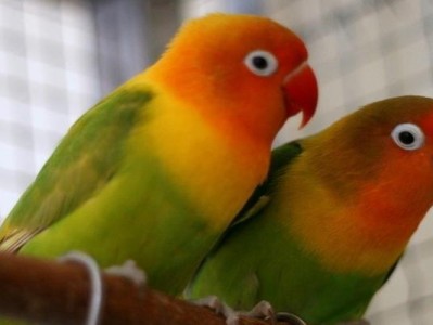 如何正确饲养马达加斯加爱情鸟（宠物养殖者必看，轻松养成健康活泼的爱情鸟）