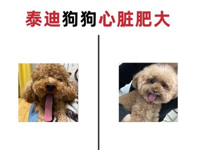 狗狗心脏病的饮食指南（心脏病、食物选择、健康饮食）