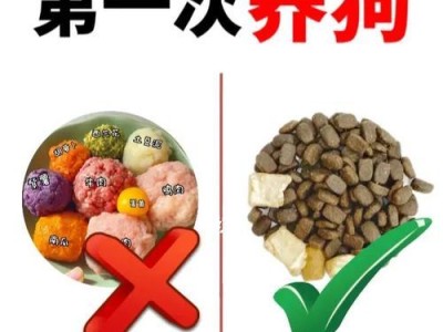 狗狗饮食频次探究（幼犬与成犬食量差异大，饲养新手必读！）