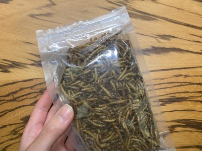 乌龟产卵前的饮食需求（为了产卵顺利，乌龟应该吃什么？）