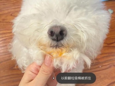 以比熊犬不是垃圾桶（了解营养需求是狗主人的责任）