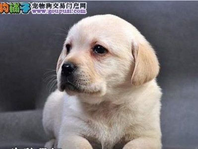 如何为10个月大的拉布拉多犬打6种疫苗？（全面防护，宠物健康护航；拉布拉多犬，六种疫苗必打！）