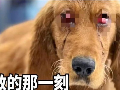 金毛犬生病的原因、预防和治疗方法（保护你的金毛犬，远离疾病的侵袭）