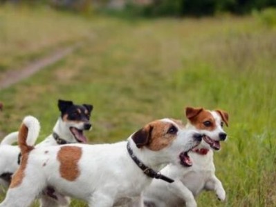 纠正万能梗幼犬的训练错误（教你如何正确训练幼犬）