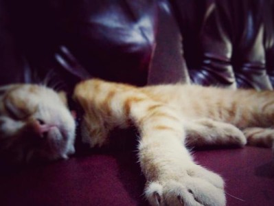 探究猫气管炎的症状与治疗（了解猫气管炎症状，保护你的毛茸伙伴）