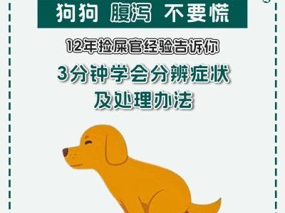 新手养狗必读（了解金毛犬的养育要点，让你成为合格的金毛主人）