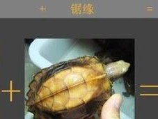 四眼斑水龟的饲养指南（打造舒适的水族箱环境，让水龟健康成长）