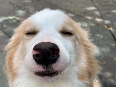 为什么狗狗的鼻子会褪色？（了解狗狗鼻子褪色的原因及影响）
