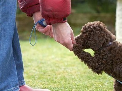 如何训练泰迪犬排便？（宠物养成必备技能，让爱宠更健康）