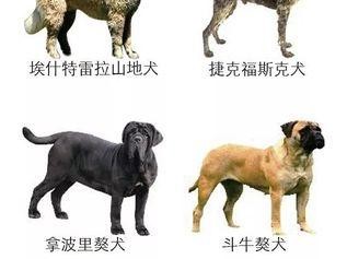 昆明犬的饲养方法（做好饲养，成就一只忠诚的好狗-昆明犬）