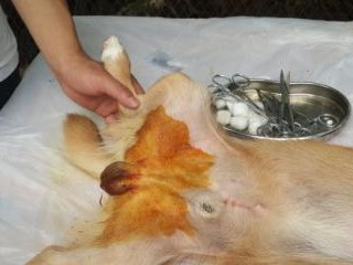 狗狗绝育的最佳时机（探讨绝育适宜的时间点，为爱宠健康规划）