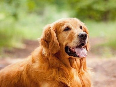 盘点世界上最昂贵的10种狗狗（探索豪华之家的宠物选择）