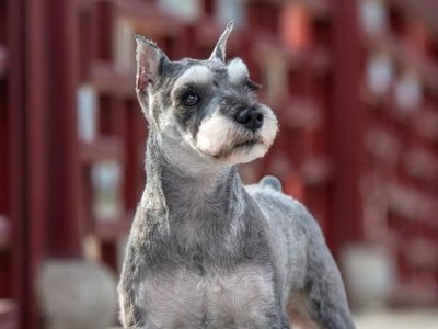 了解小型梗犬（小型梗犬的品种、特点及养护一览）