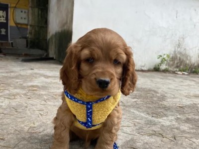 如何养育可卡犬（为你提供全面的可卡犬养育指南）