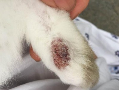 为什么兔子的腿上会掉毛？（探究兔子腿上毛发脱落的原因与解决方法）