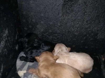 以泰迪生产时先出来什么东西？（探寻泰迪生产过程中的首要产物）