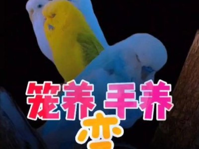 如何训练以笼养的牡丹鹦鹉上手（以笼养牡丹鹦鹉训练方法及技巧）