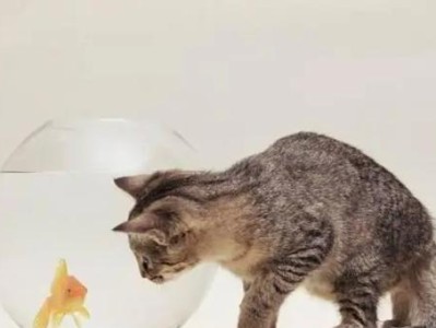 小猫的饮食习惯（了解小猫的饮食需求，让它健康成长）