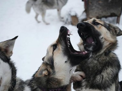 雪橇犬夏季养护指南（如何让雪橇犬在夏天中保持健康舒适）