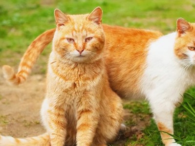 猫的交配时机与繁殖（探索猫咪的交配行为和繁殖周期）
