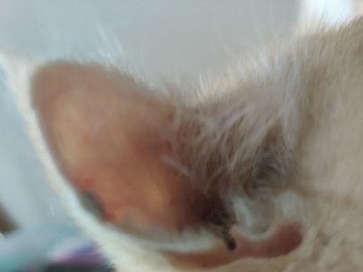 猫耳上的黑斑（探索猫耳朵上的神秘黑色斑点，揭开背后的科学奥秘）