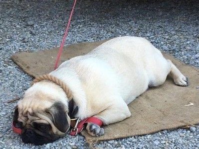 以巴哥犬（探索以巴哥犬的优点和缺点，为你的宠物选择做准备）