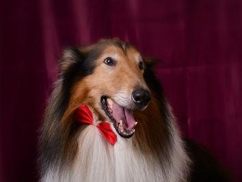苏格兰牧羊犬（聪明忠诚的苏牧，专业可靠的牧羊犬）