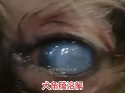 狗蓝眼病的康复时长及护理方法（解析狗蓝眼病的康复过程和关键护理措施）