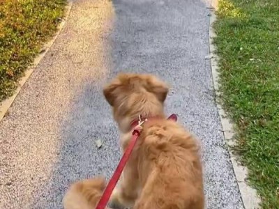 尾巴朝下的狗（尾巴朝下的狗为主题的文章）