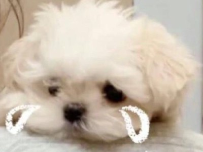 为什么狗一直叹气？（探究狗叹气的原因及其影响）