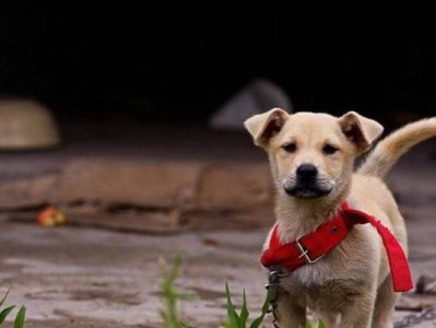 中华田园犬饲养全指南（了解中华田园犬的特点及正确的饲养方法）