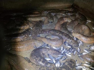 解密娃娃鱼的稀有品种之谜（探索娃娃鱼为何备受珍视的原因与数量）