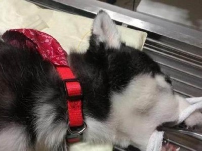 养二哈的注意事项及饲养指南（帮助您成为二哈爱心家庭的必备指南）