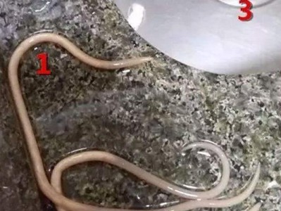 揭秘蛔虫的奥秘——寄生生物的生态学故事（探索蛔虫寄生现象的原理和影响力，解读蛔虫对人类健康的危害）