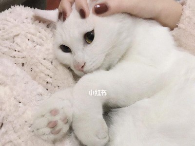 宠物猫领养须知（关注宠物猫健康，快乐生活从领养开始）