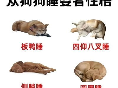 两个月大的小狗睡眠需求与习惯（小狗睡眠时间、睡眠环境和睡姿的变化）