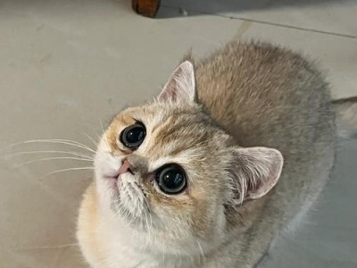 如何用玩具吸引小猫的注意力（用玩具让小猫快乐活泼，）