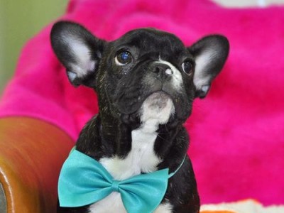 法国斗牛犬（揭开“烈性犬”面纱，感受法国斗牛犬的温柔与友善）