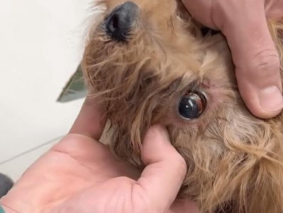 车祸后的狗狗，如何选择合适的食物？（以健康为导向，为你的爱犬提供最佳营养）