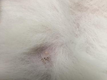 猫癣的新毛生长周期及关键因素（揭秘猫癣新毛生长的奥秘，掌握关键因素引领宠物健康）