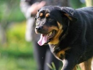 训练罗威那犬的注意事项（养犬人必知的15个训练技巧）