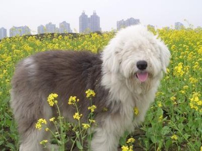 探寻狗的毛最长的品种（解密狗的毛发奇观，发现哪个品种拥有最长的毛发！）
