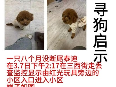 如何处理泰迪关节断裂的问题（治疗和康复方法，宠物健康保障）