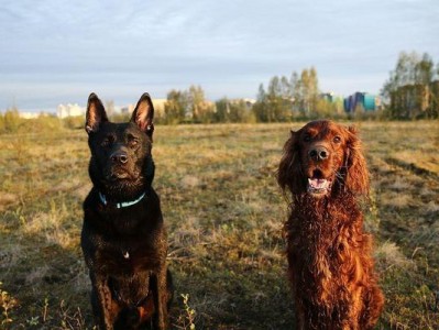 爱尔兰塞特犬的饲养指南（了解塞特犬的性格和生活习惯，让你的宠物更健康、快乐、优雅）