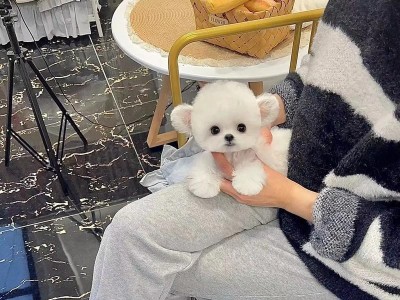 揭秘茶杯犬的成长之谜（探究茶杯犬的真实身高是如何决定的）
