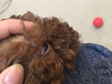 泰迪狗为何一直流泪？（探索泰迪狗眼泪背后的原因及解决方法）